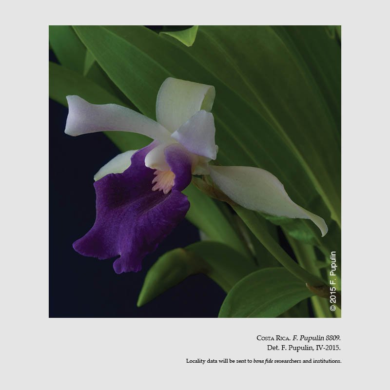 Cochlezella costaricensis