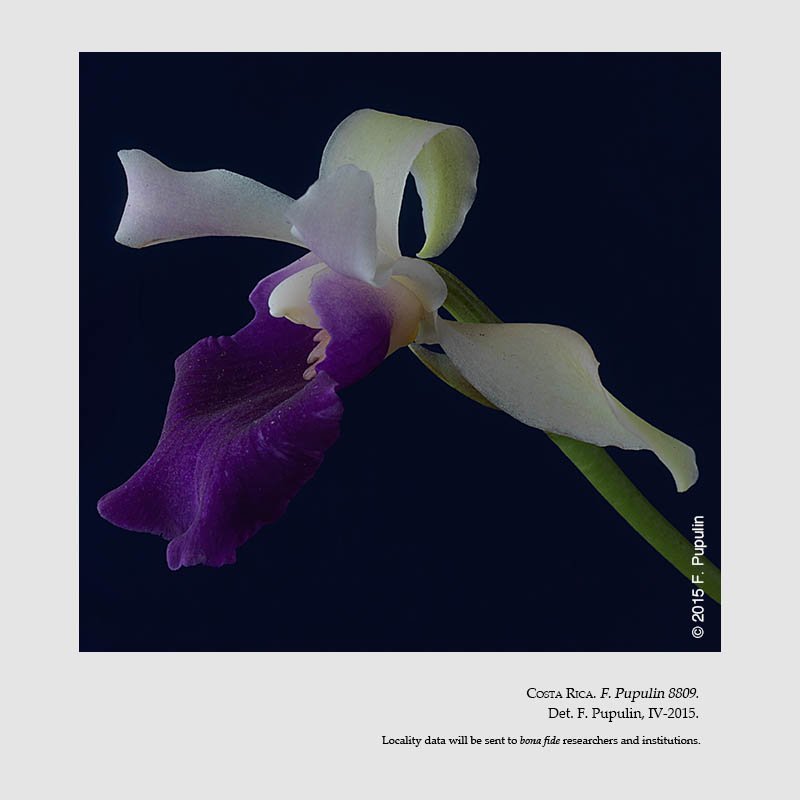 Cochlezella costaricensis