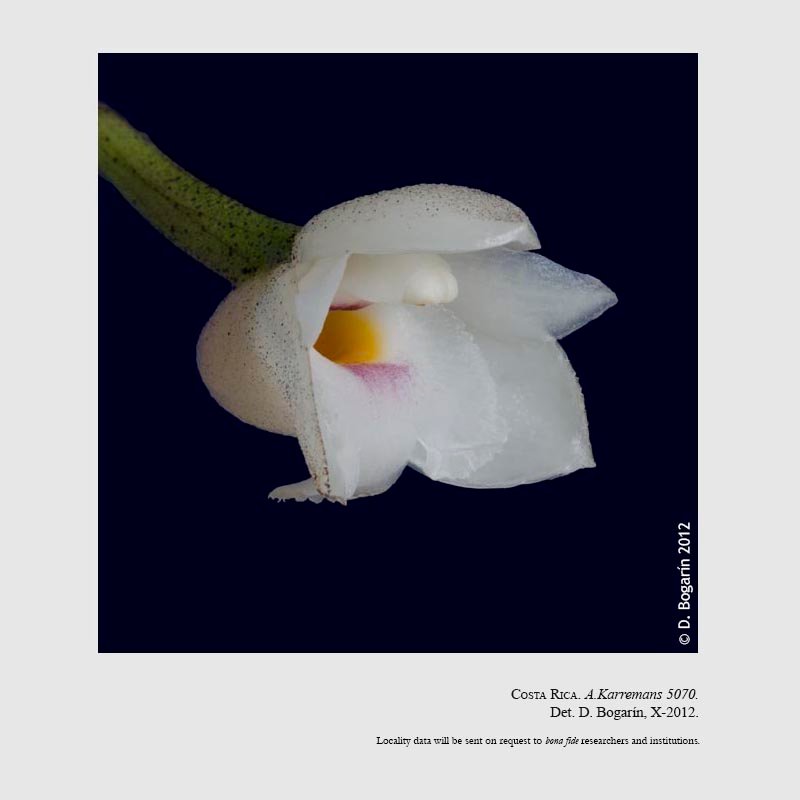 Coeliopsis hyacinthosma