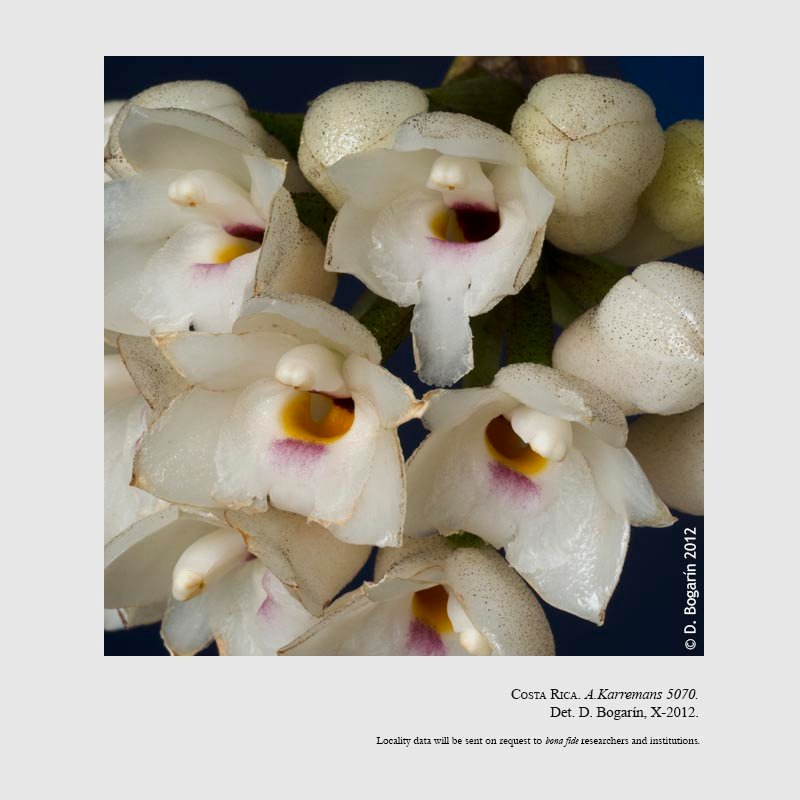 Coeliopsis hyacinthosma