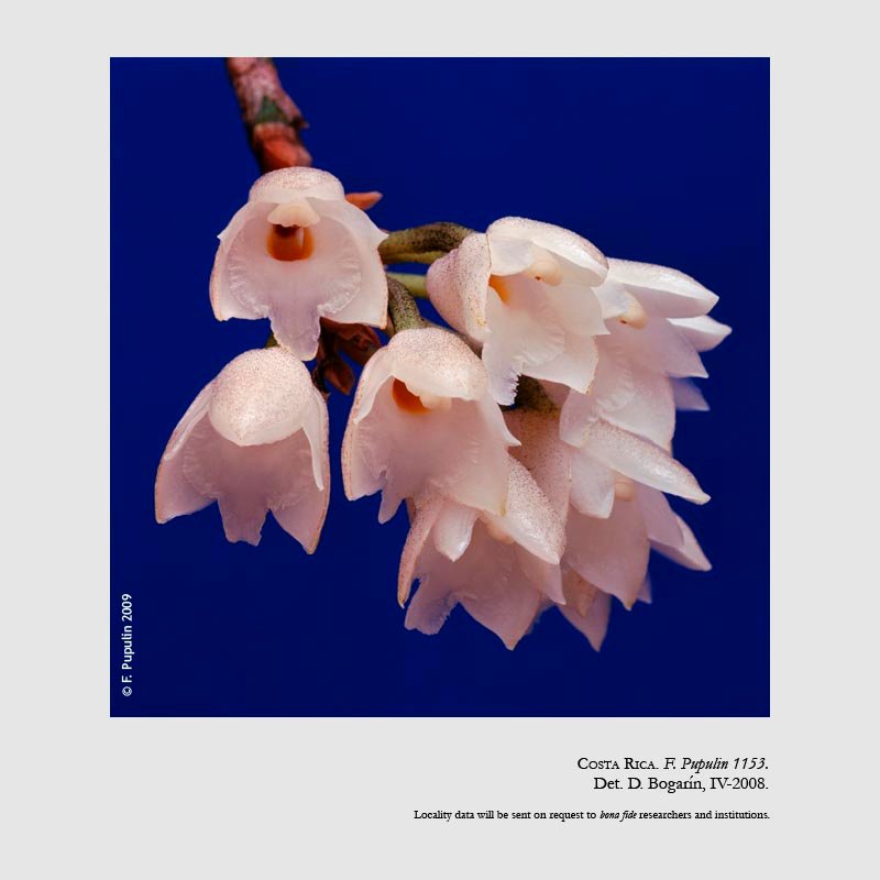 Coeliopsis hyacinthosma