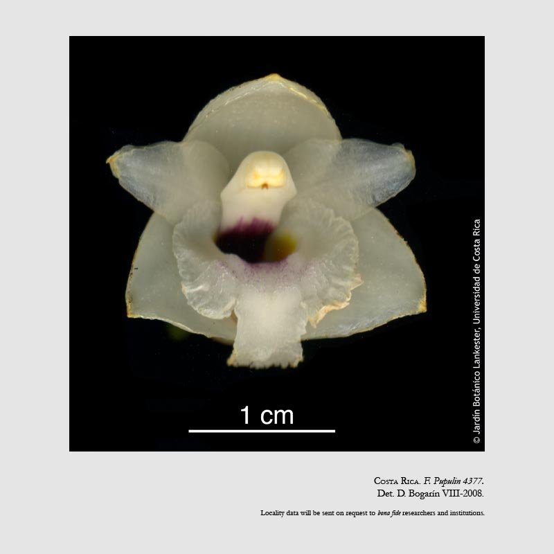 Coeliopsis hyacinthosma