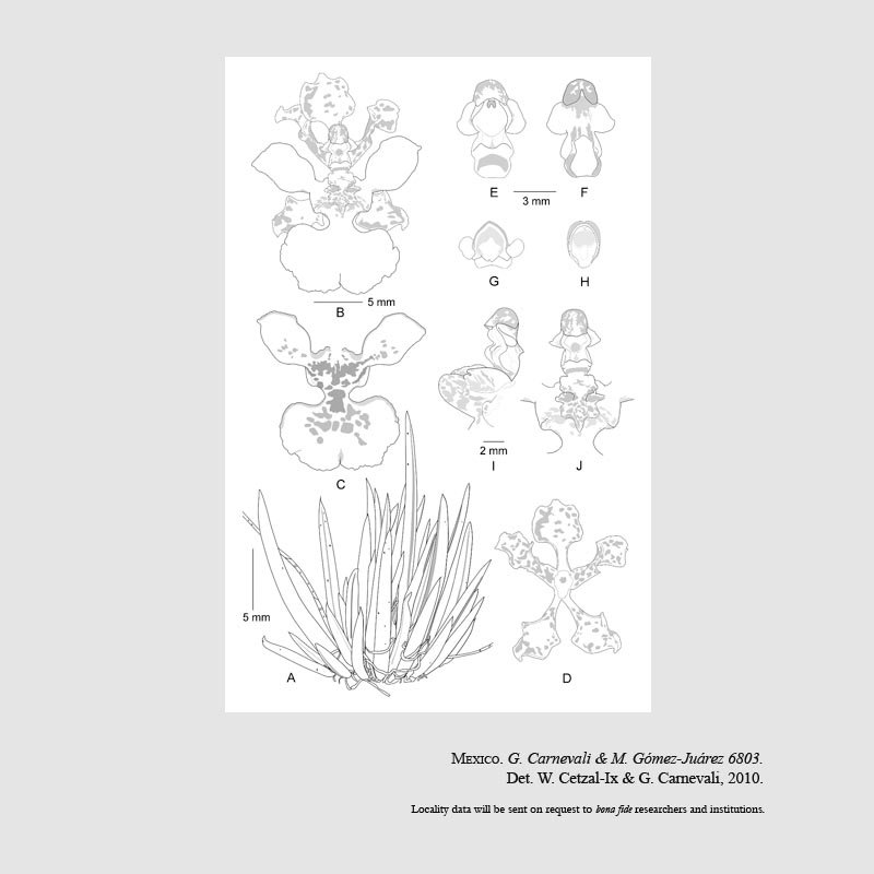 Cohniella leptotifolia
