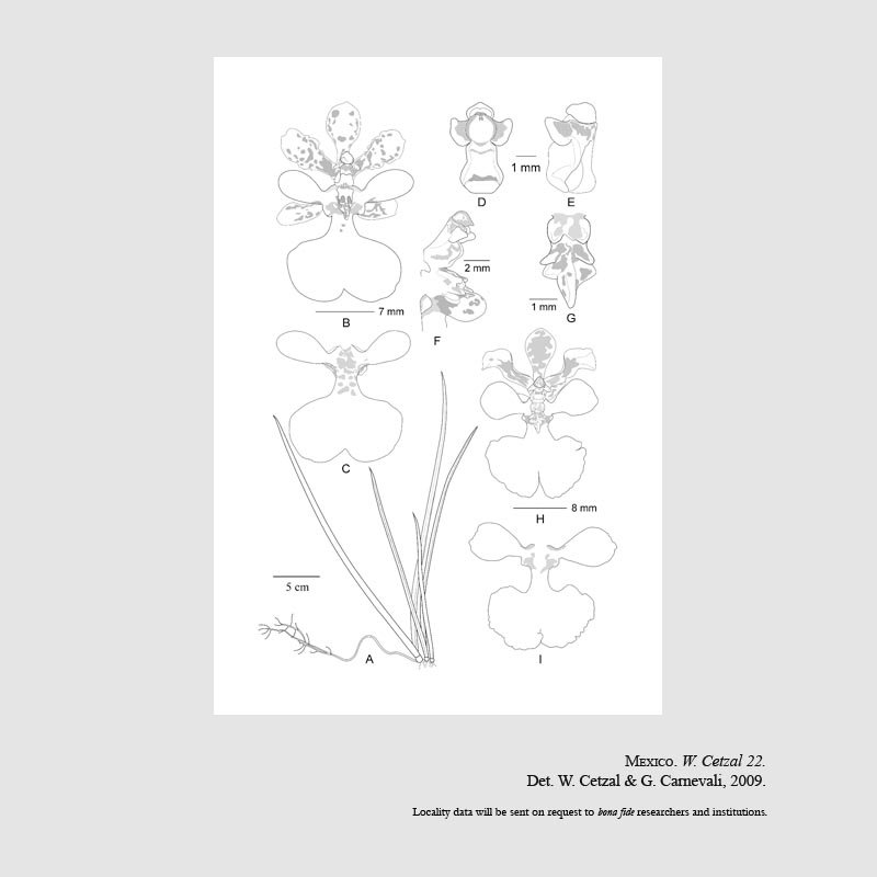Cohniella yucatanensis
