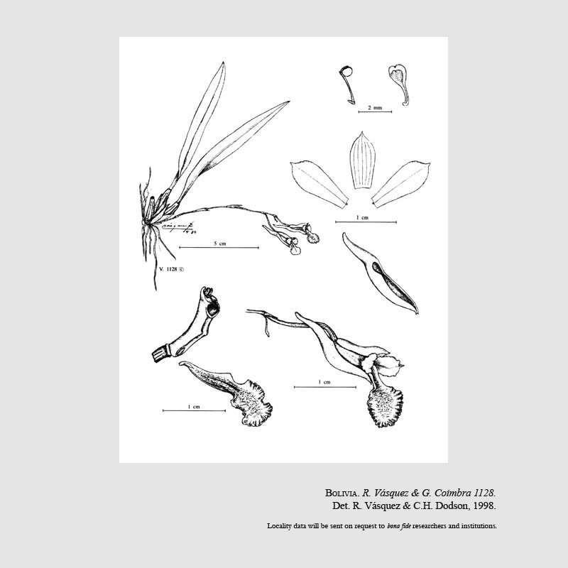 Comparettia coimbrae