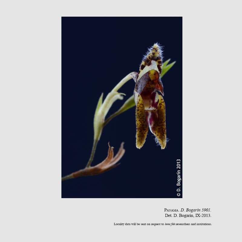 Condylago furculifera