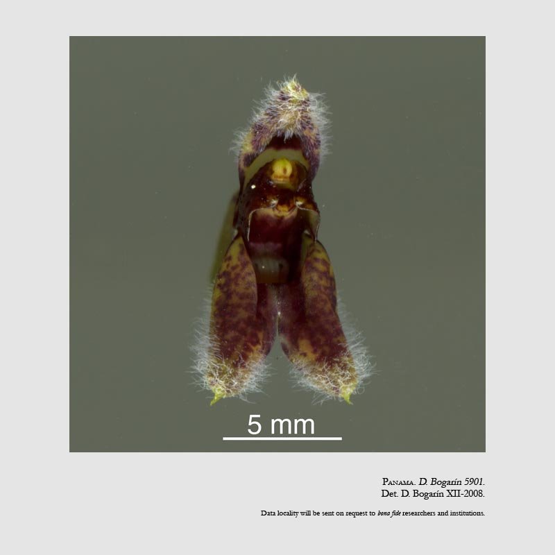 Condylago furculifera