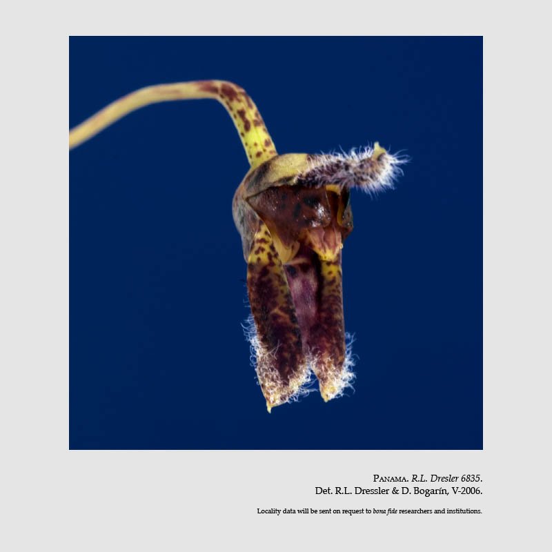 Condylago furculifera