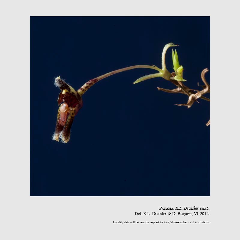 Condylago furculifera