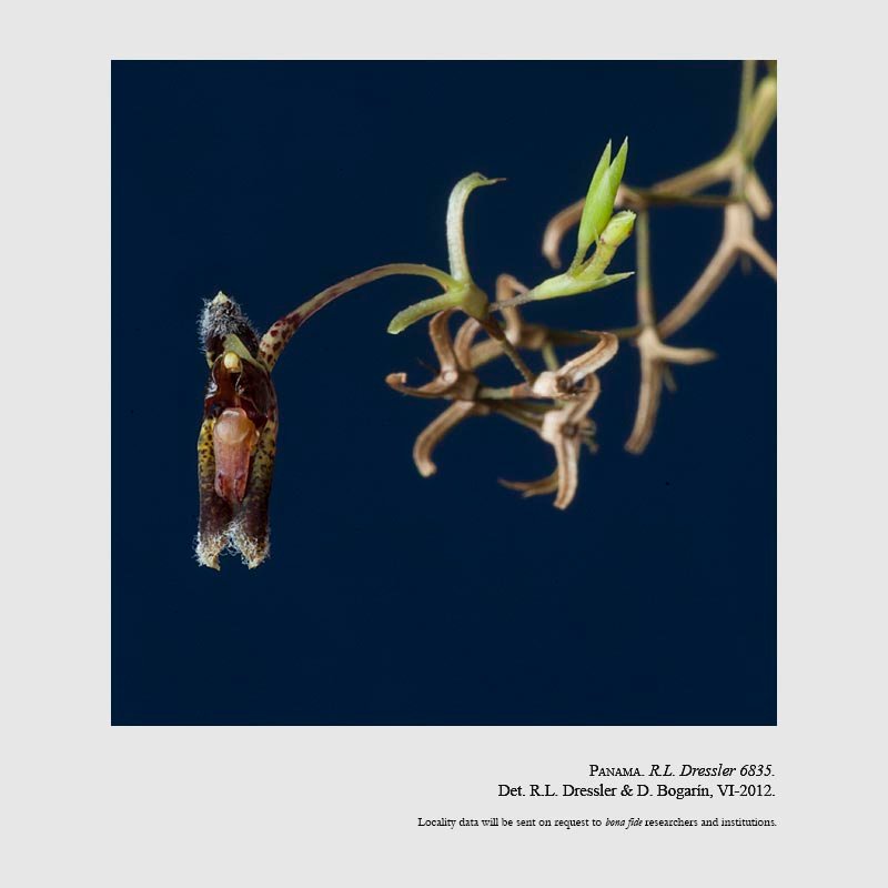 Condylago furculifera