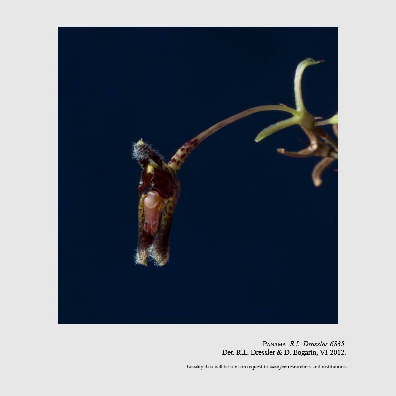 Condylago furculifera