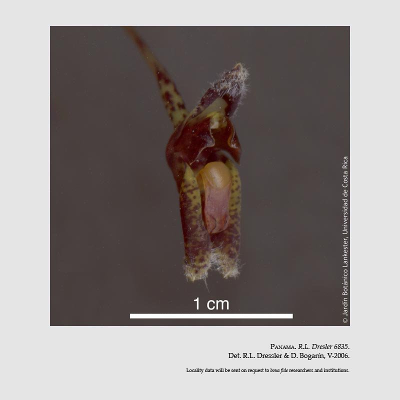 Condylago furculifera