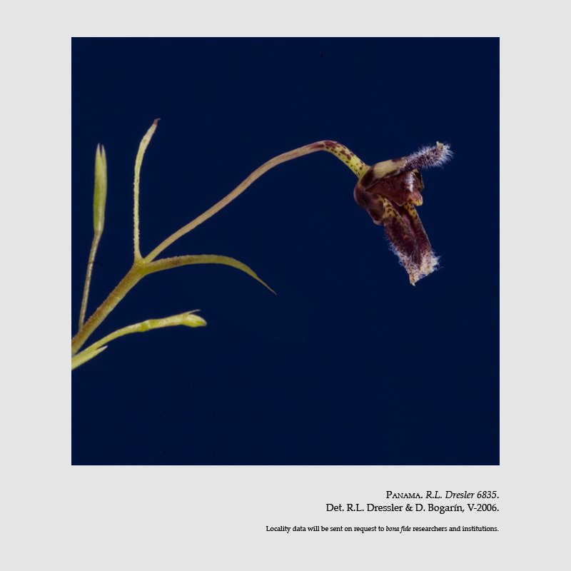 Condylago furculifera