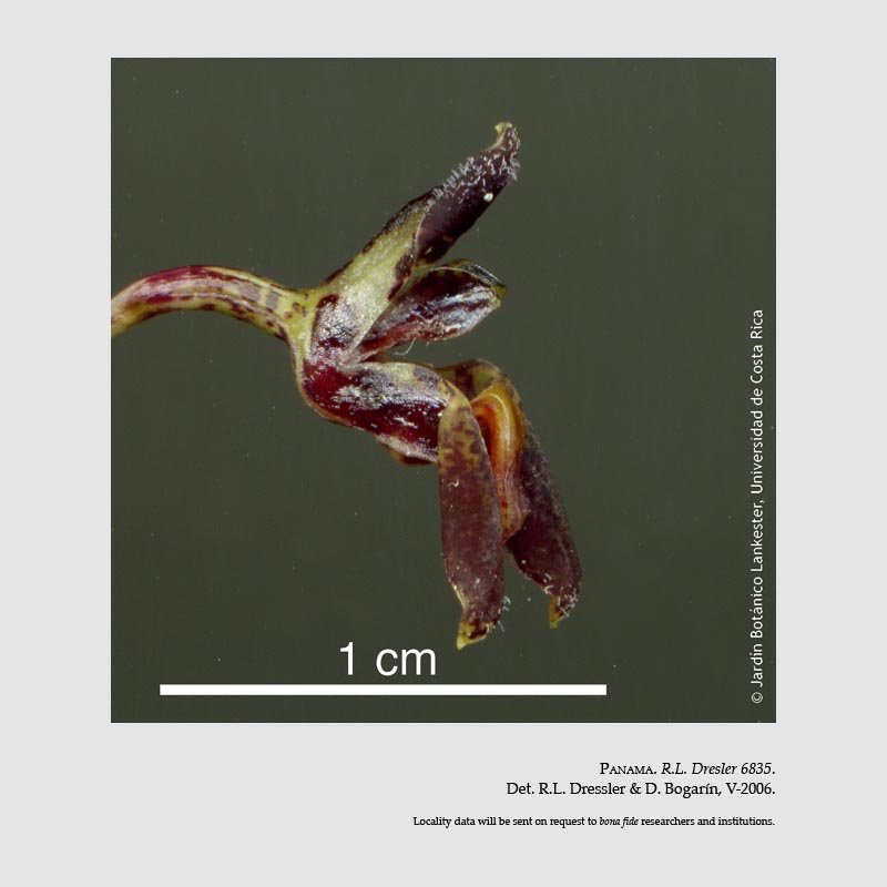 Condylago furculifera