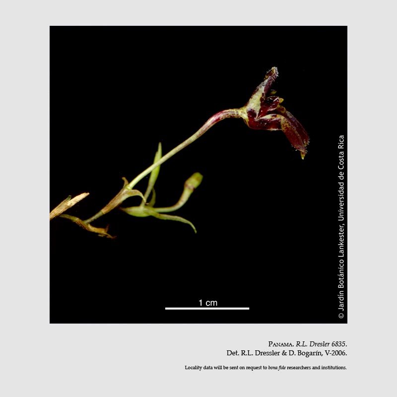 Condylago furculifera