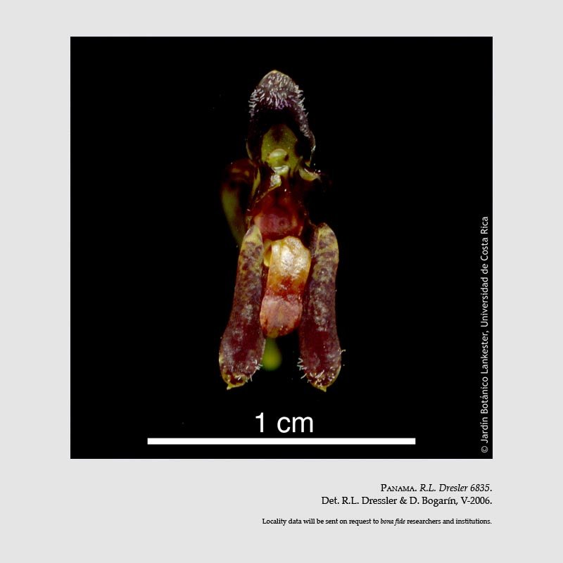 Condylago furculifera