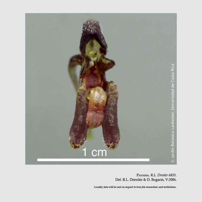 Condylago furculifera