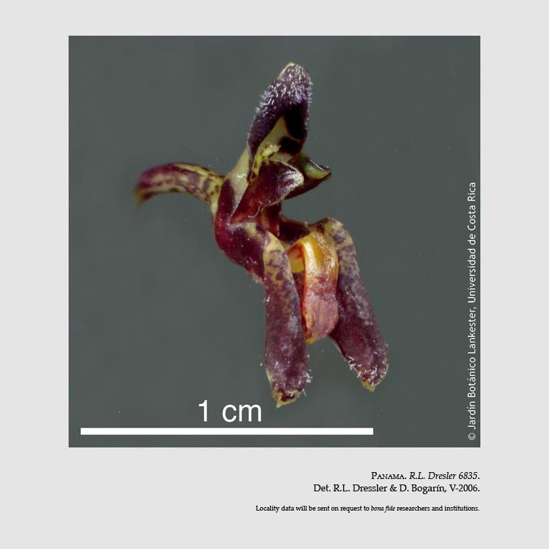 Condylago furculifera