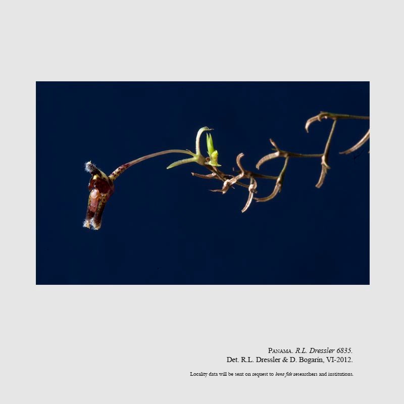 Condylago furculifera