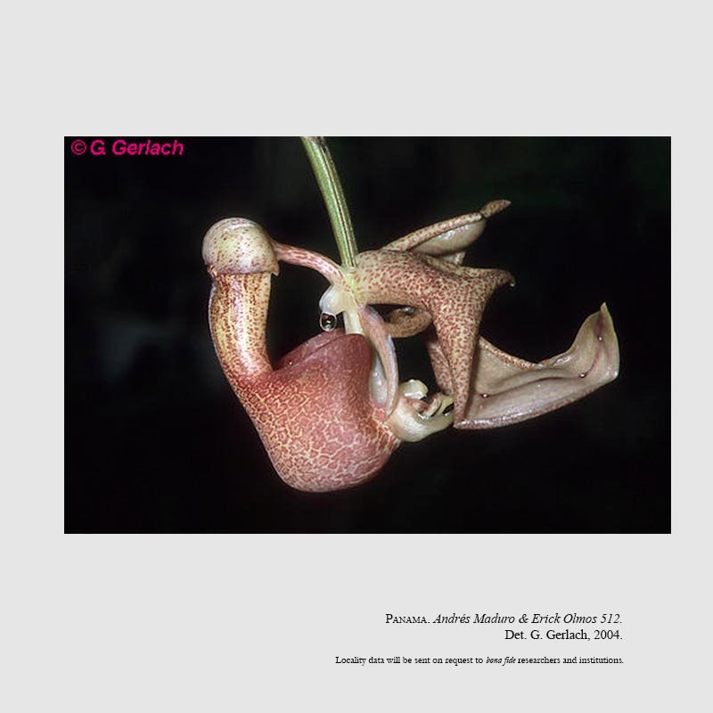 Coryanthes maduroana