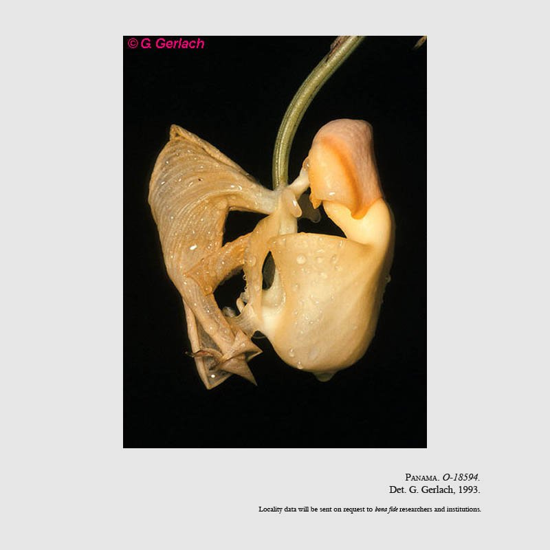 Coryanthes panamensis