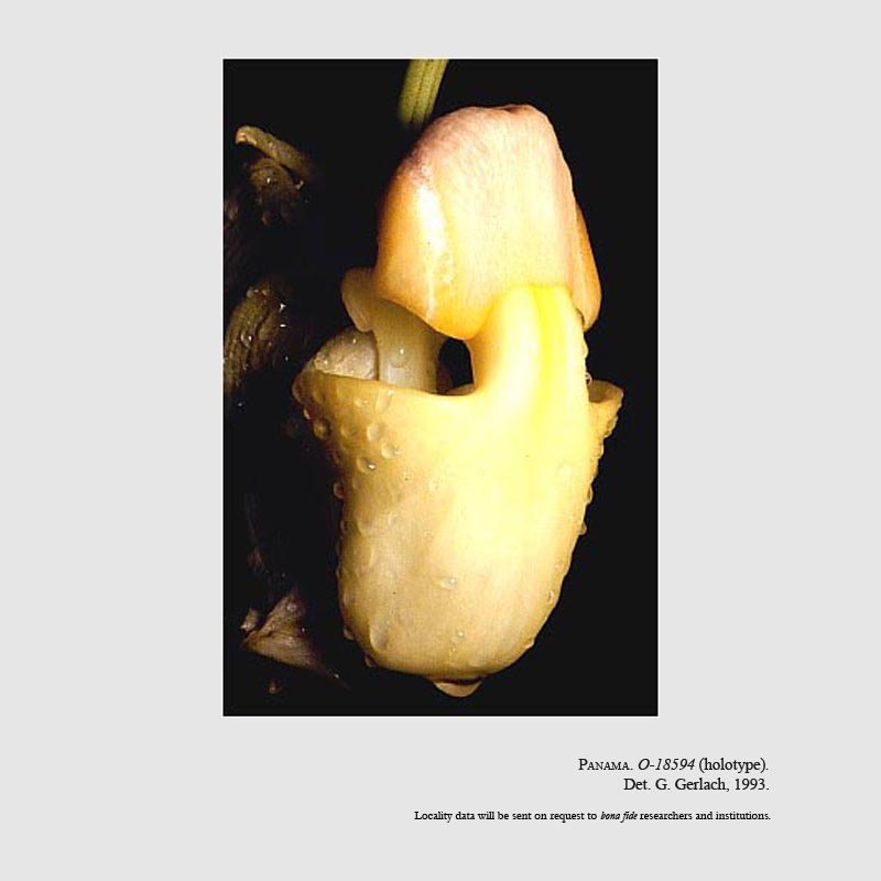 Coryanthes panamensis