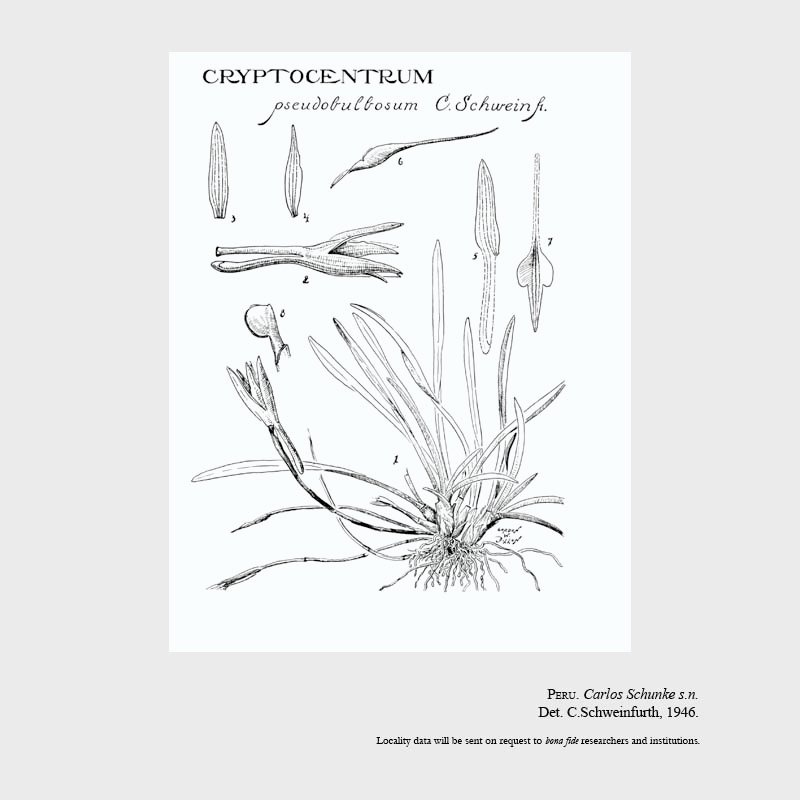 Cryptocentrum pseudobulbosum