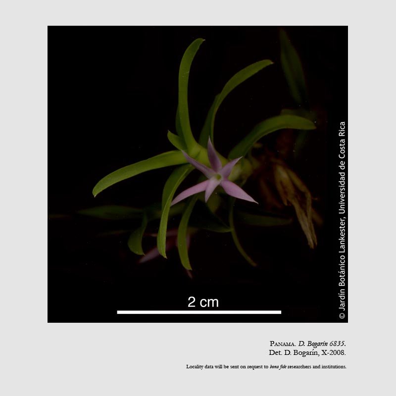 Cryptocentrum roseans