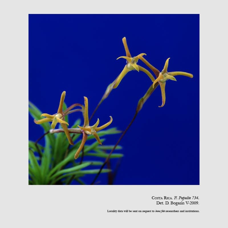 Cryptocentrum standleyi