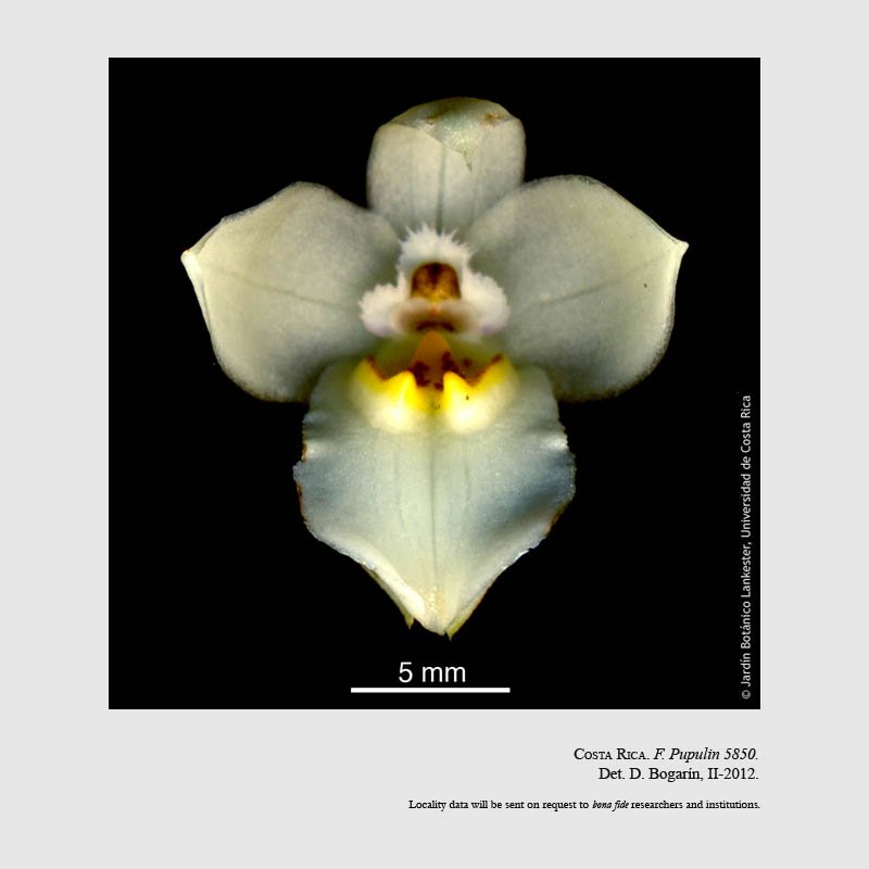 Cuitlauzina egertonii