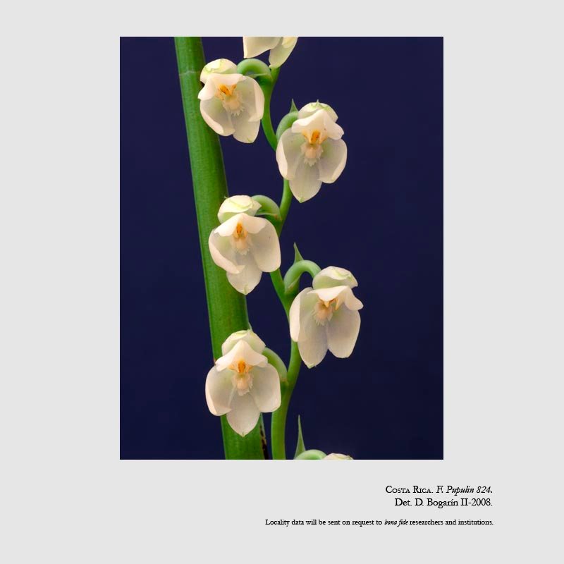 Cuitlauzina egertonii