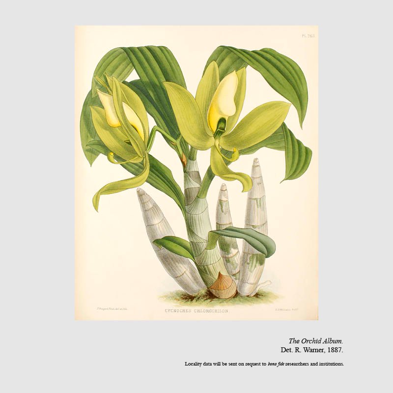 Cycnoches chlorochilon