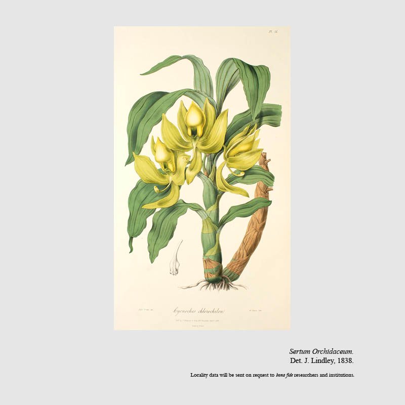 Cycnoches chlorochilon