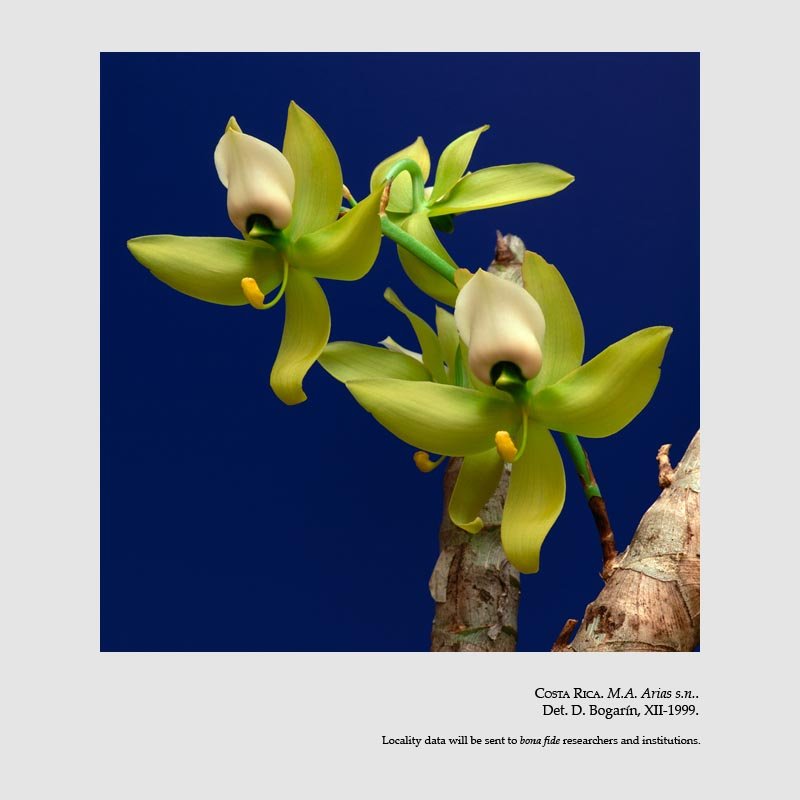 Cycnoches warszewiczii