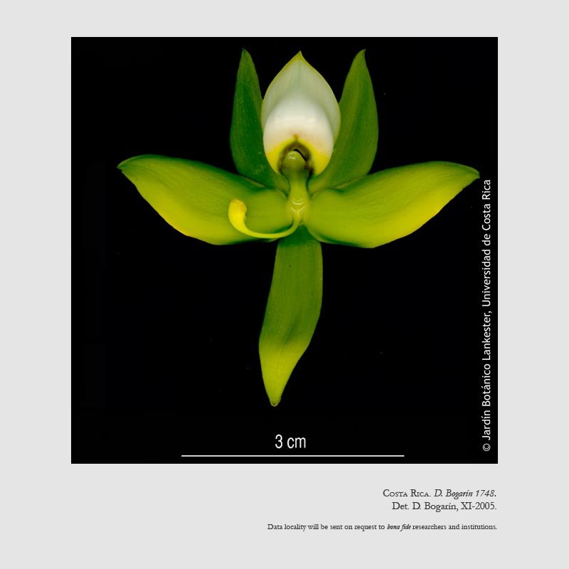 Cycnoches warszewiczii