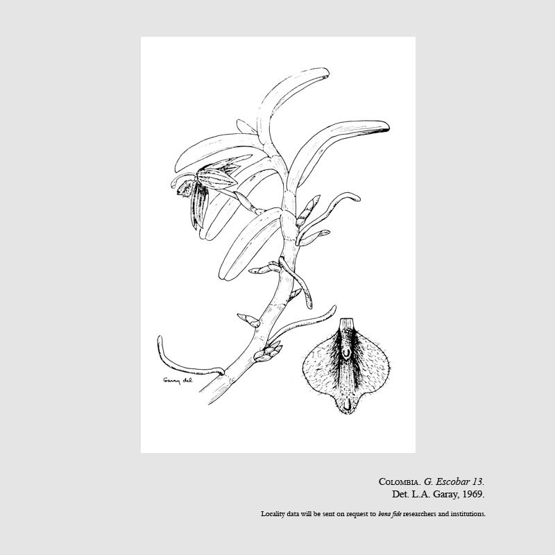 Cyrtidiorchis frontinoensis