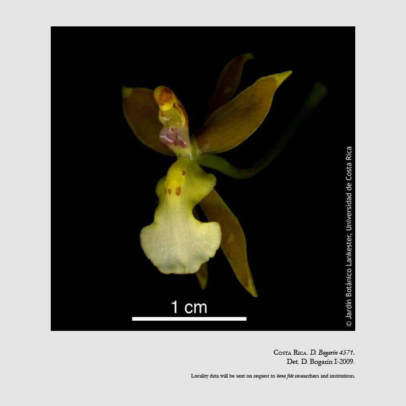 Cyrtochiloides panduriformis