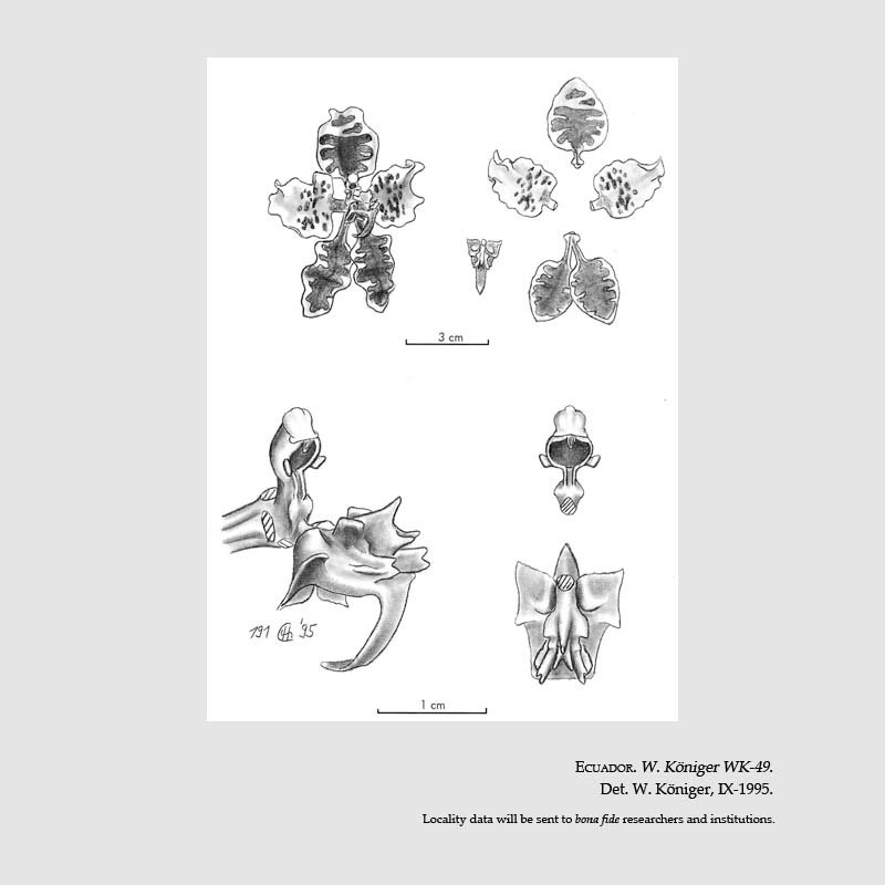 Cyrtochilum cumandae