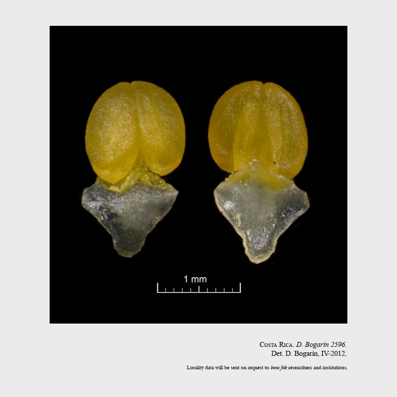 Cyrtopodium macrobulbon