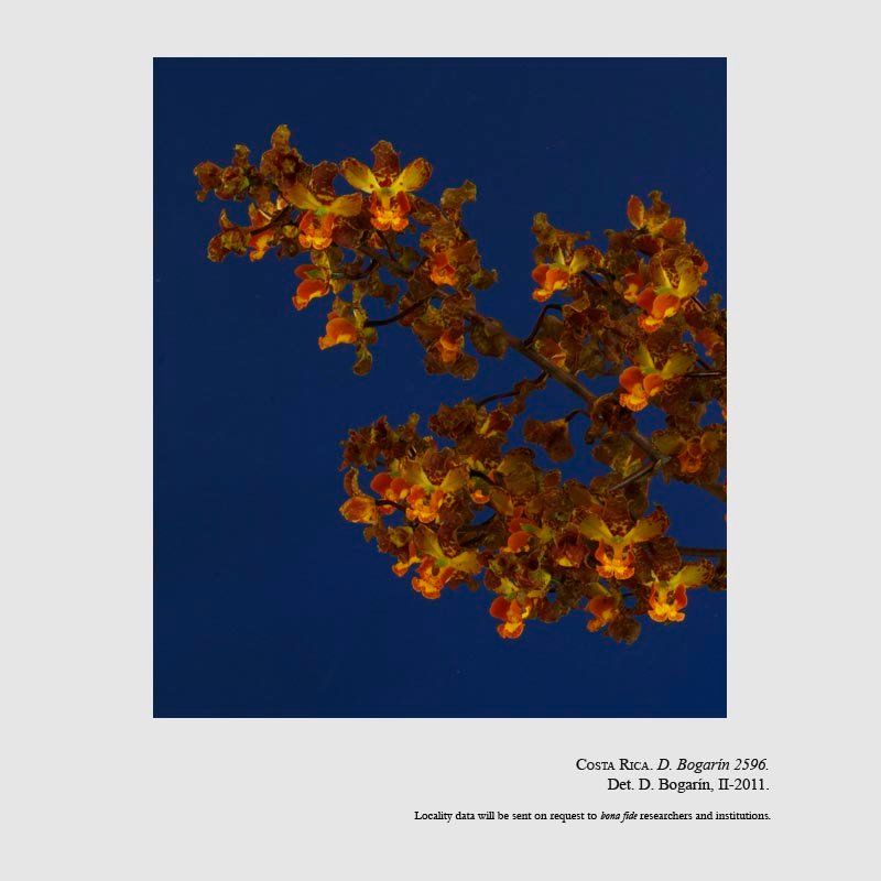 Cyrtopodium macrobulbon