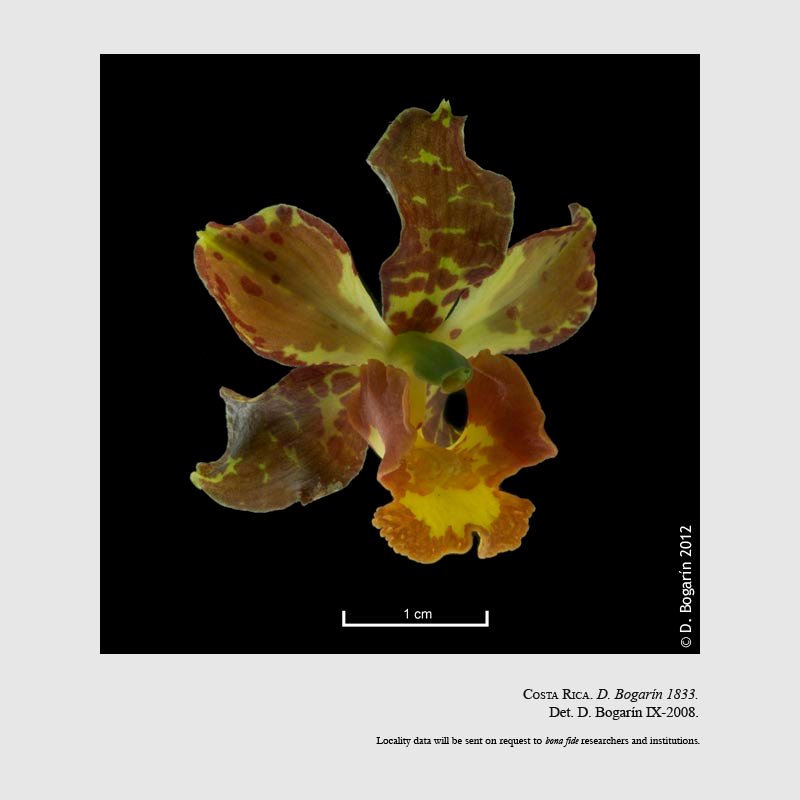 Cyrtopodium macrobulbon