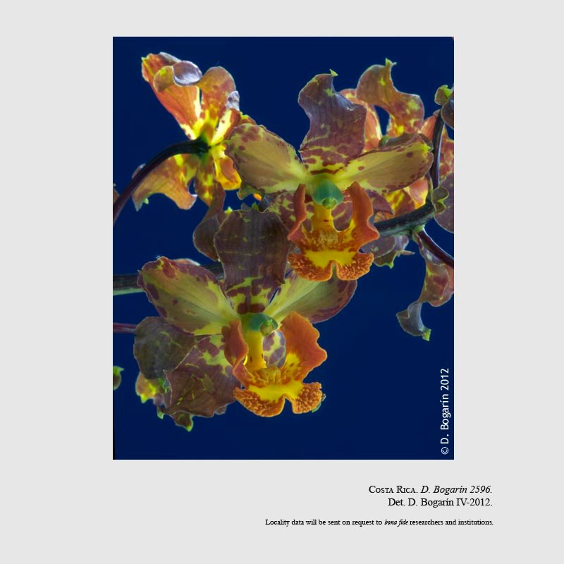 Cyrtopodium macrobulbon