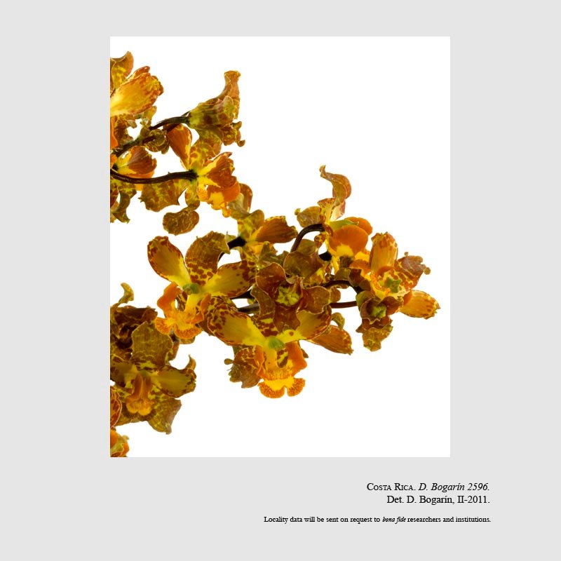 Cyrtopodium macrobulbon