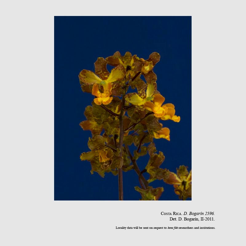 Cyrtopodium macrobulbon