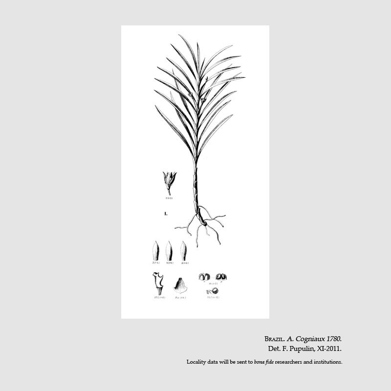 Dichaea calyculata
