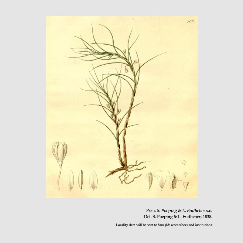 Dichaea calygulata