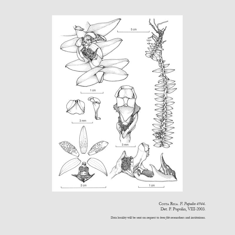Dichaea filiarum