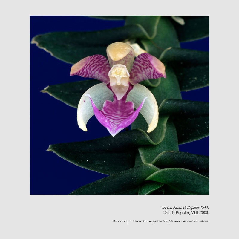 Dichaea filiarum