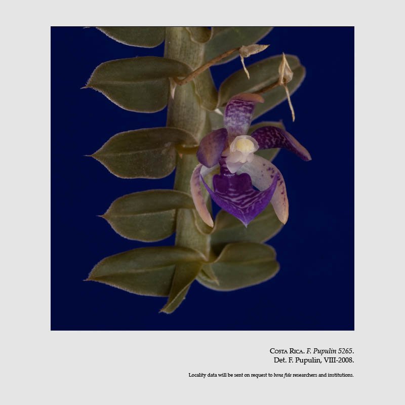 Dichaea filiarum