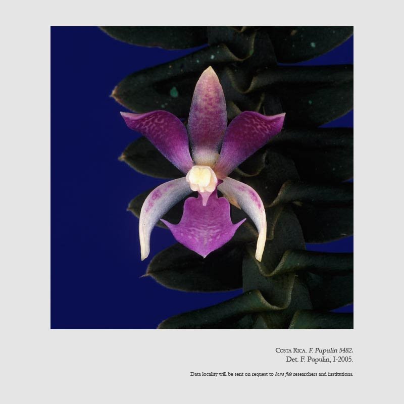 Dichaea filiarum